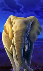 African Elephant